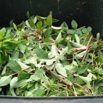 Green waste in a bin