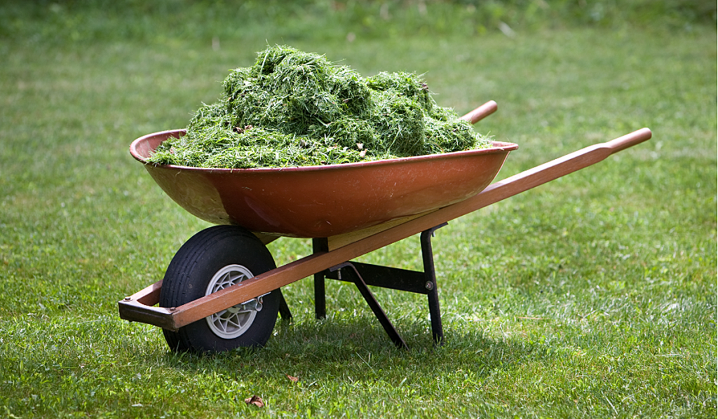 A wheelbarrow containing grass clippings