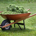 A wheelbarrow containing grass clippings