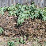 A pile of garden clippings outside against a fence