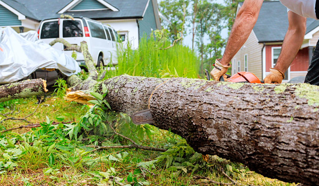 Person cutting up a fallen tree with a chainsaw before transporting the green waste for disposal.