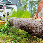 Person cutting up a fallen tree with a chainsaw before transporting the green waste for disposal.