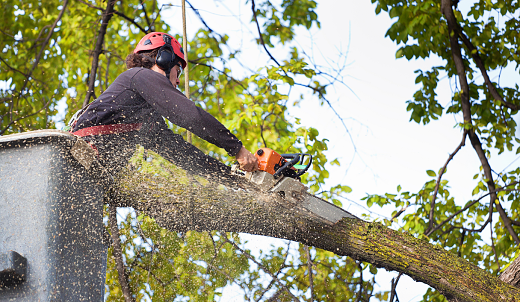 Arborist cutting a large tree branch with a chainsaw during tree maintenance, generating green waste for recycling.