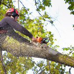 Arborist cutting a large tree branch with a chainsaw during tree maintenance, generating green waste for recycling.
